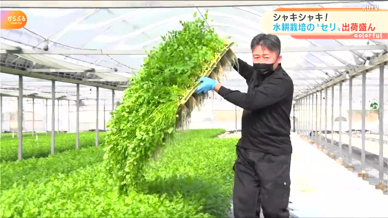 シャキシャキ 生でもどうぞ 水耕栽培のセリ 出荷盛ん Kutvテレビ高知